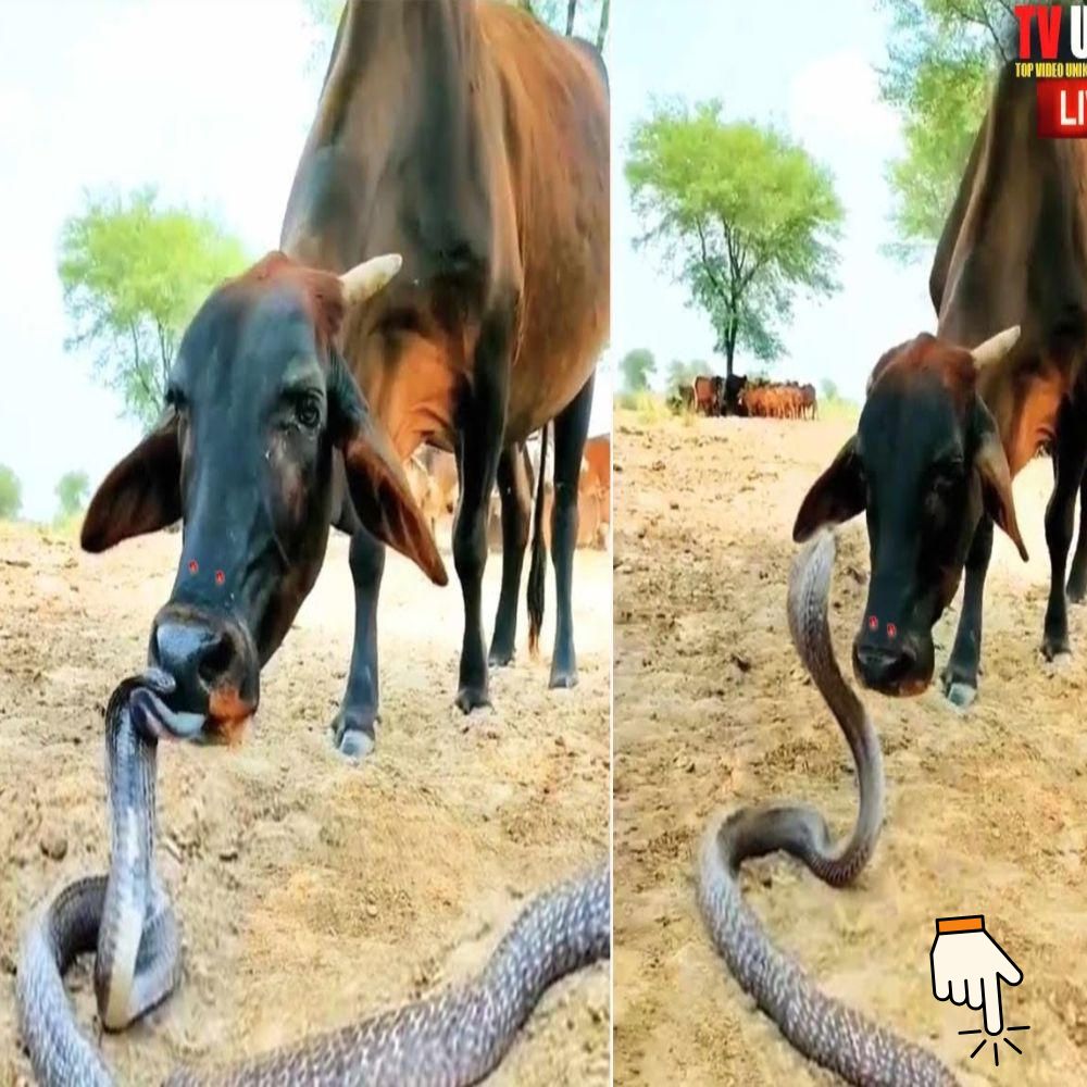 King Cobra Comes fасe-to-fасe with Cows in India—The teпѕe oᴜtсome Will Surprise You! – Fiatagri