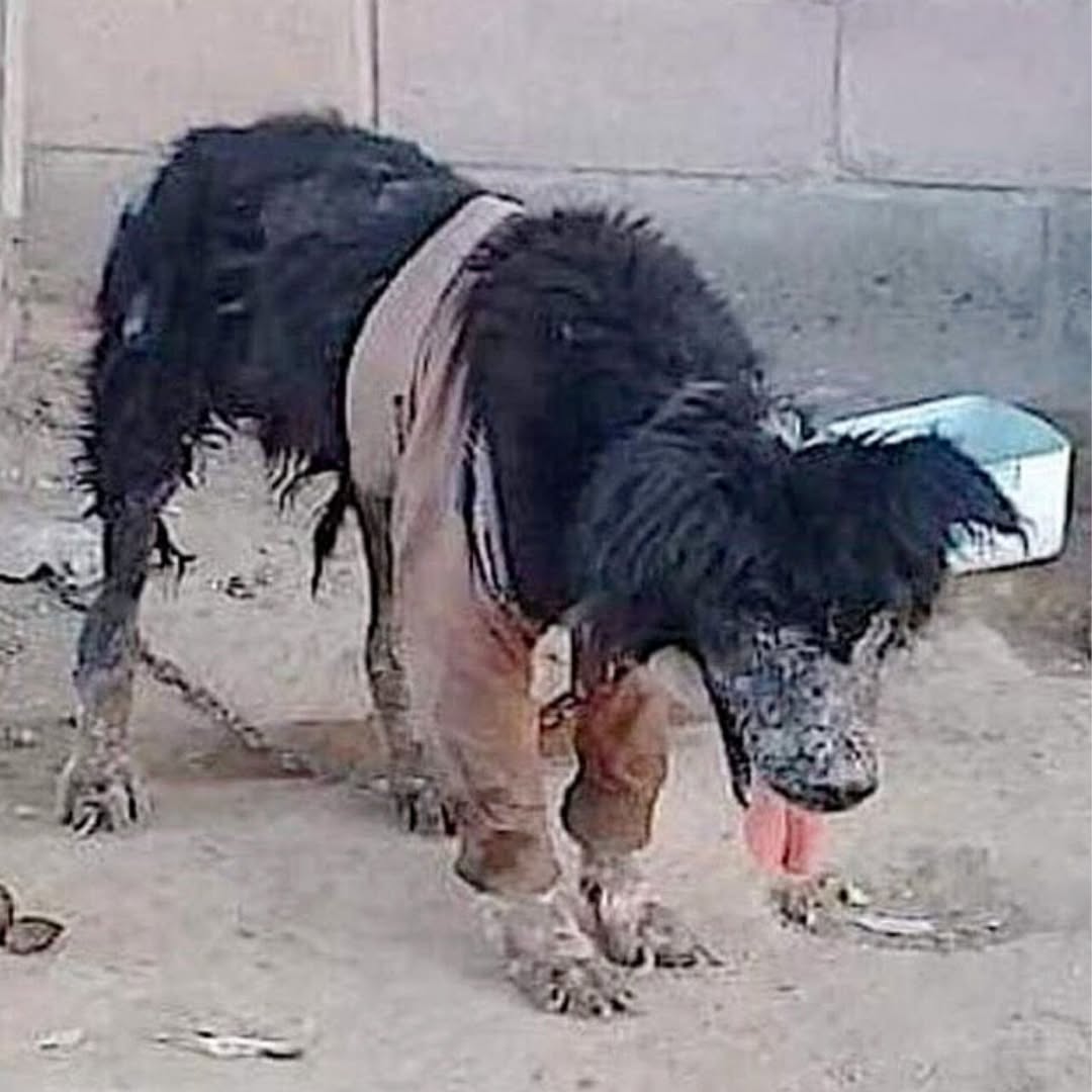 De la miseria a la fortaleza: la lucha de un perro de nueve años contra el cáncer óseo