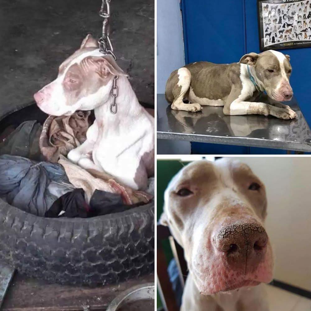 😡💥 ¡ESCÁNDALO CANINO Y HÉROE EN ACCIÓN! Perro encadenado en una cadena tan corta que ni siquiera podía apoyar la cabeza… ¡hasta que un vecino decidió decir BASTA! 🐶⛓️🔥