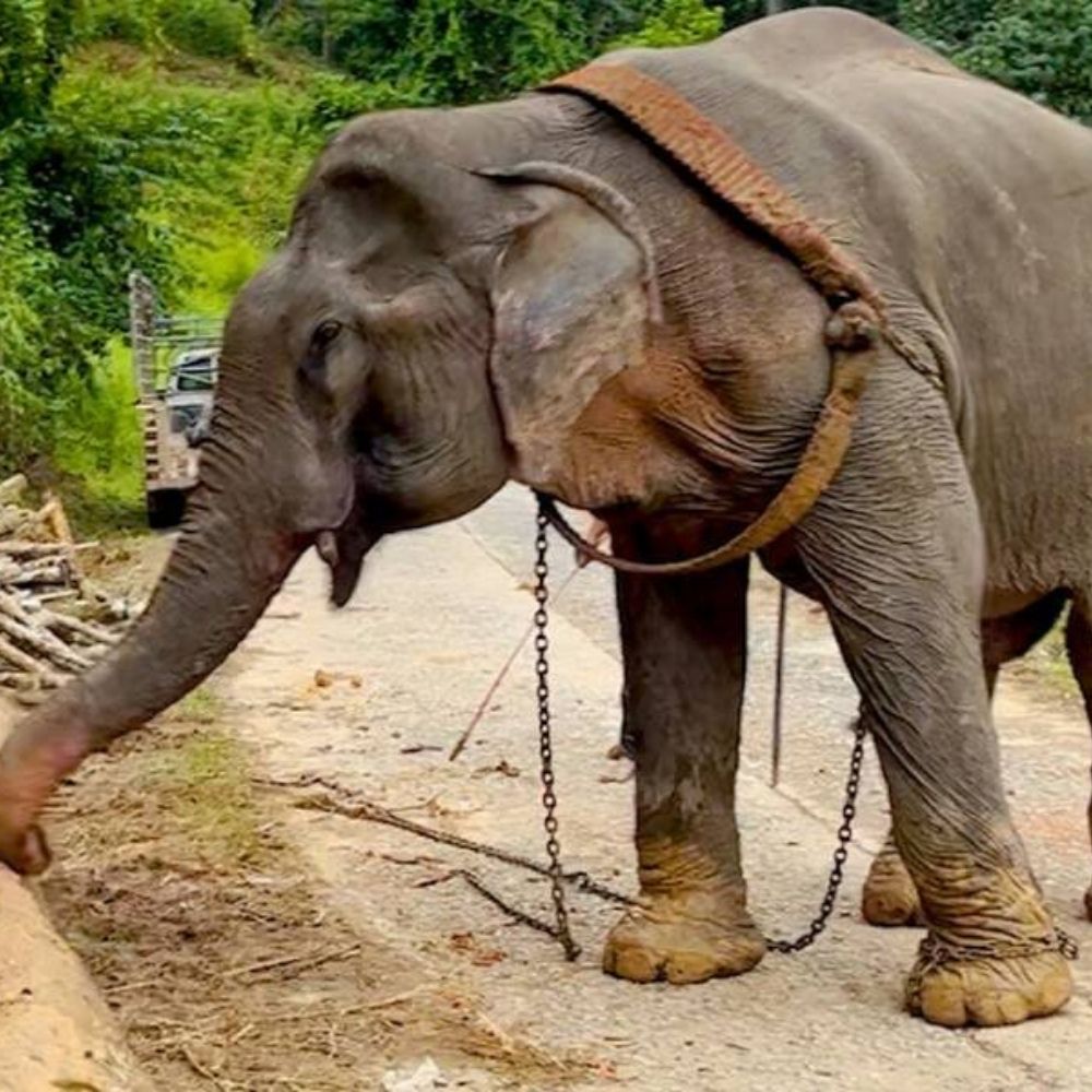 After 55 Years of Captivity, This Elephant Finally Embraces Freedom.”
