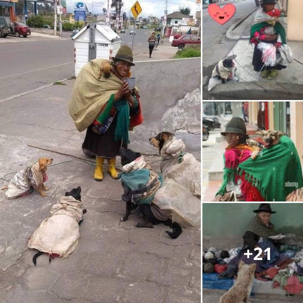 💥🐾 ¡PERROS HEROES Y SU DUEÑO POBRE: UNA HISTORIA QUE TE ROMPE EL CORAZÓN! 🐾💥 Momentos impactantes: perros leales ayudan a su dueño pobre a recolectar garrapatas, y sus rostros sonríen a pesar de la vida dura.