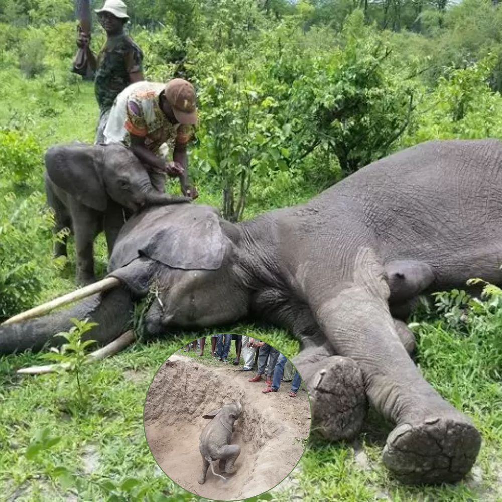 ✨ When Love Knows No Bounds: A Baby Elephant’s Cry for His Mother. Witness the heartbreaking yet powerful moment a rescued baby elephant clings to his mother, showering her with hugs and kisses in a desperate attempt to wake her. A sacred reminder of the unbreakable bond between mother and child. ❤️🐘