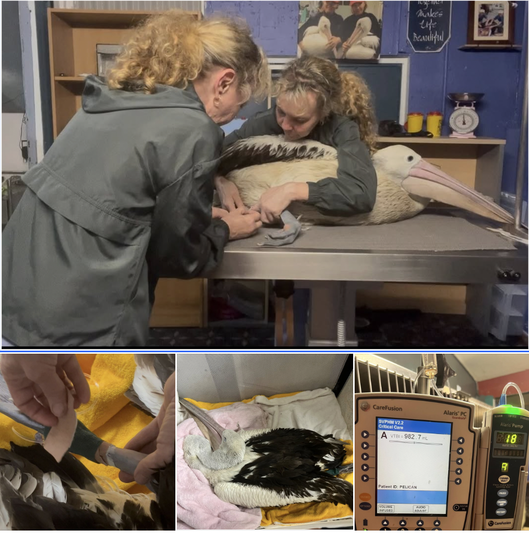 Emergency Drama: Pelican Rushed In for Life-Saving Fluids After Shocking Rescue! 🐦🚨
