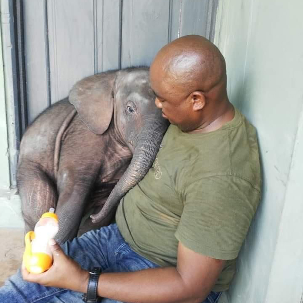 World’s Most Affectionate Elephant Never Leaves His Rescuer. Rescued from cruel poachers, he has never left the man who saved his life. Every step, every gaze, every gentle touch speaks of loyalty, gratitude, and an unbreakable bond. 😢💛