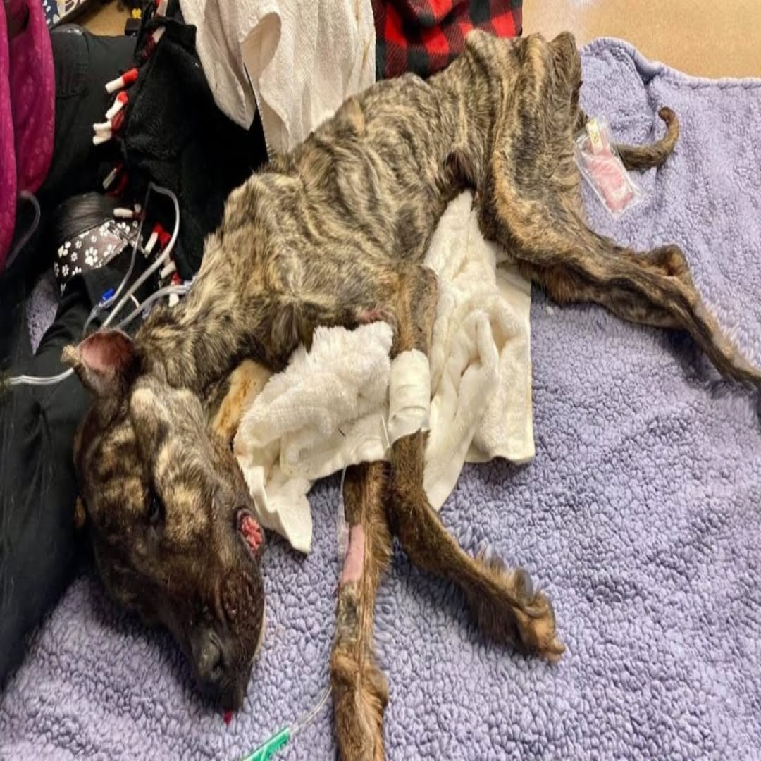 Sobrevivió al olvido: un perro esquelético atrapado 5 meses en una pared de yeso finalmente es rescatado. 💔🐾 La escena que encontraron los rescatistas desgarró corazones: un cuerpo débil, ojos llenos de miedo y esperanza… y la prueba de una lucha por sobrevivir que nadie debería ignorar.