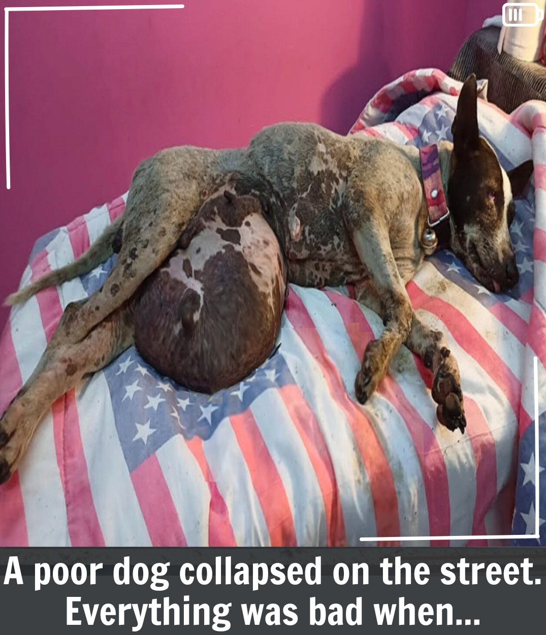 🐾 De huesos y piel a esperanza: El desgarrador rescate de una madre y su cachorro