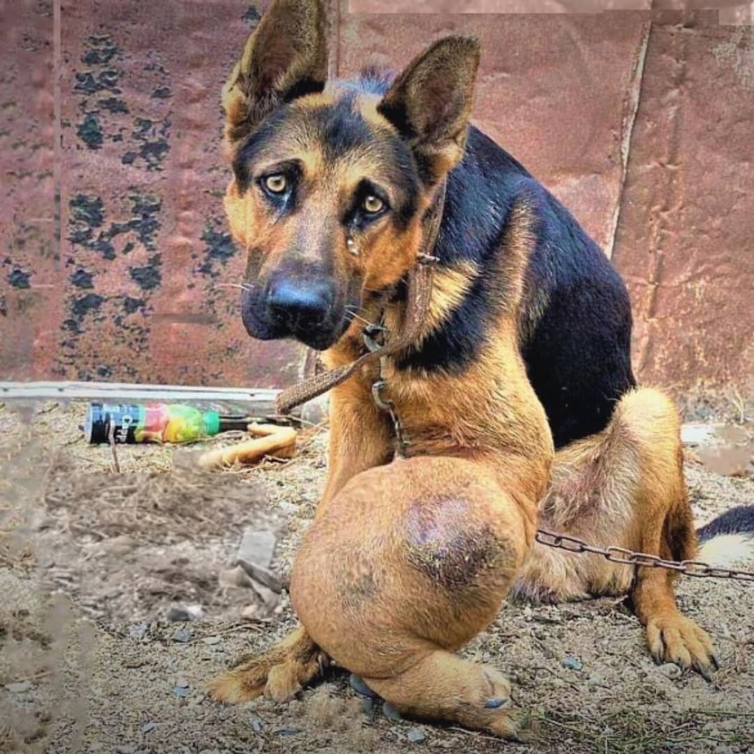 🐶✨ Perro anciano rescatado renace: de años de abandono a una nueva vida tras una cirugía milagrosa