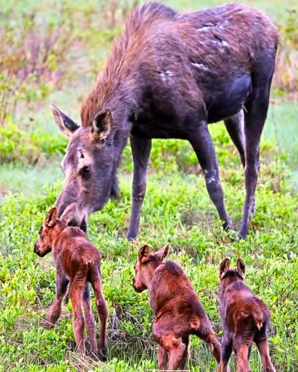 An Alberta woman was amazed to witness a young mother moose walking through her neighborhood with not one, but three calves in tow. “Never three. I have never seen three in my entire life,” she said. “My husband and I were pretty excited.”