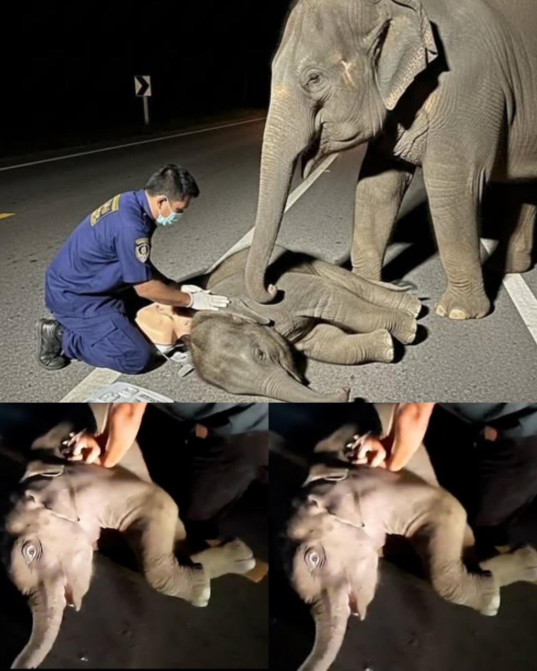 💔🐘 He Breathed Life Back Into the Wild: The Night a Man Gave a Heartbeat to a Baby Elephant.
