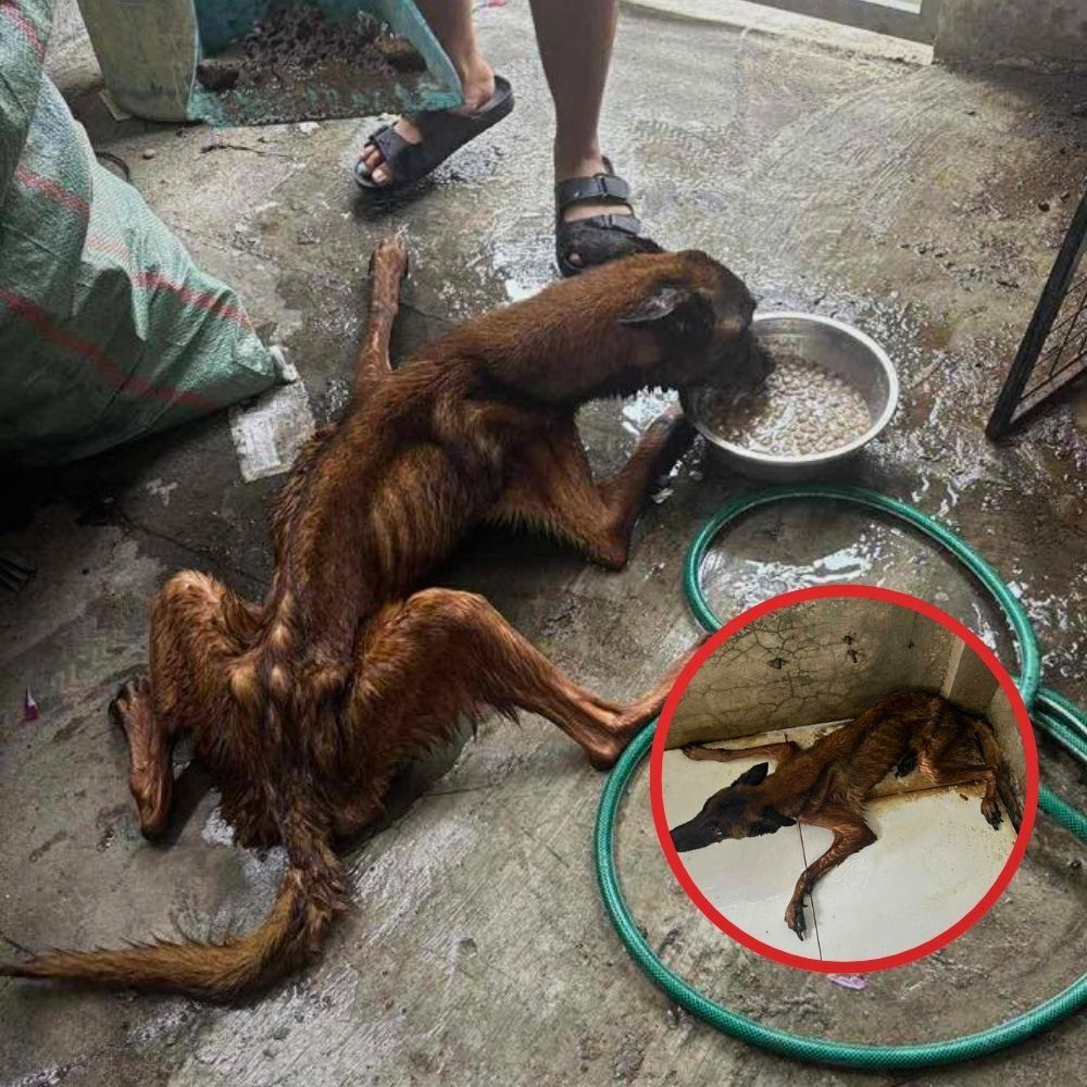 Golpeado con crueldad y atado al destino más cruel, un perro fue vendido al matadero tras sufrir un abuso brutal — abandonado en silencio, con el cuerpo destrozado y el alma rota…