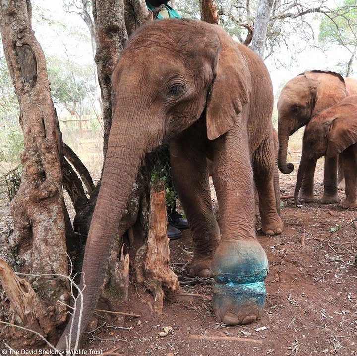 đđ El bosque guardaba silencio⊠hasta que el llanto de un pequeño elefante cambiĂł el destino de todos.